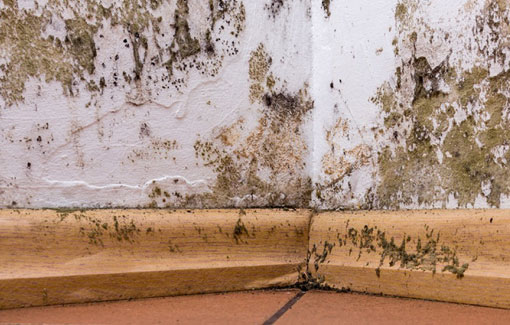 mold-inspection mold-inspection-service