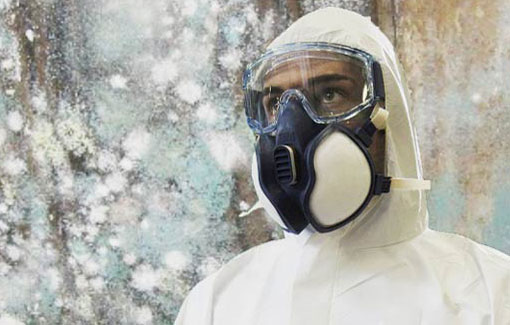 mold-removal mold-removal-service