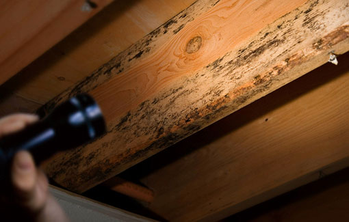termite-inspection termite-inspection-services